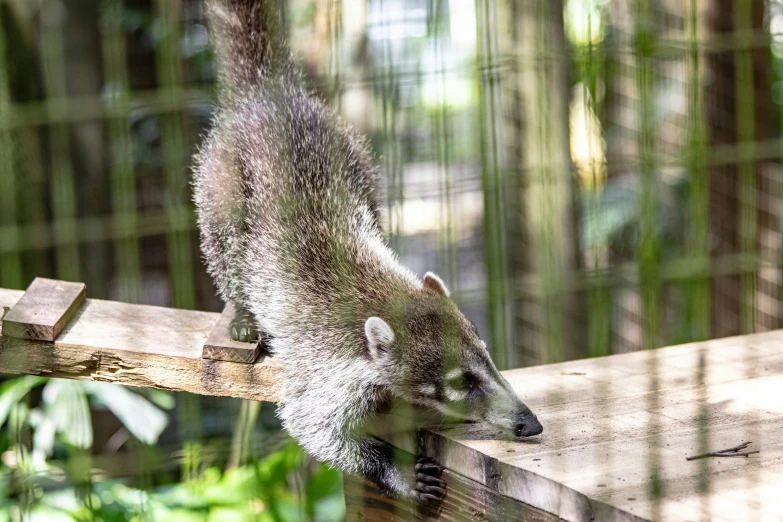 a small animal climbing over a wooden plank