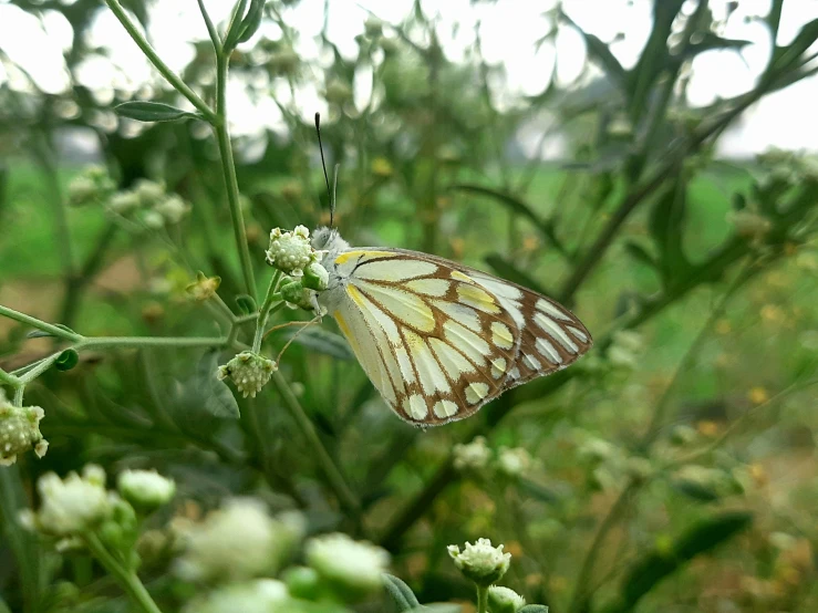 a erfly that is standing on a plant