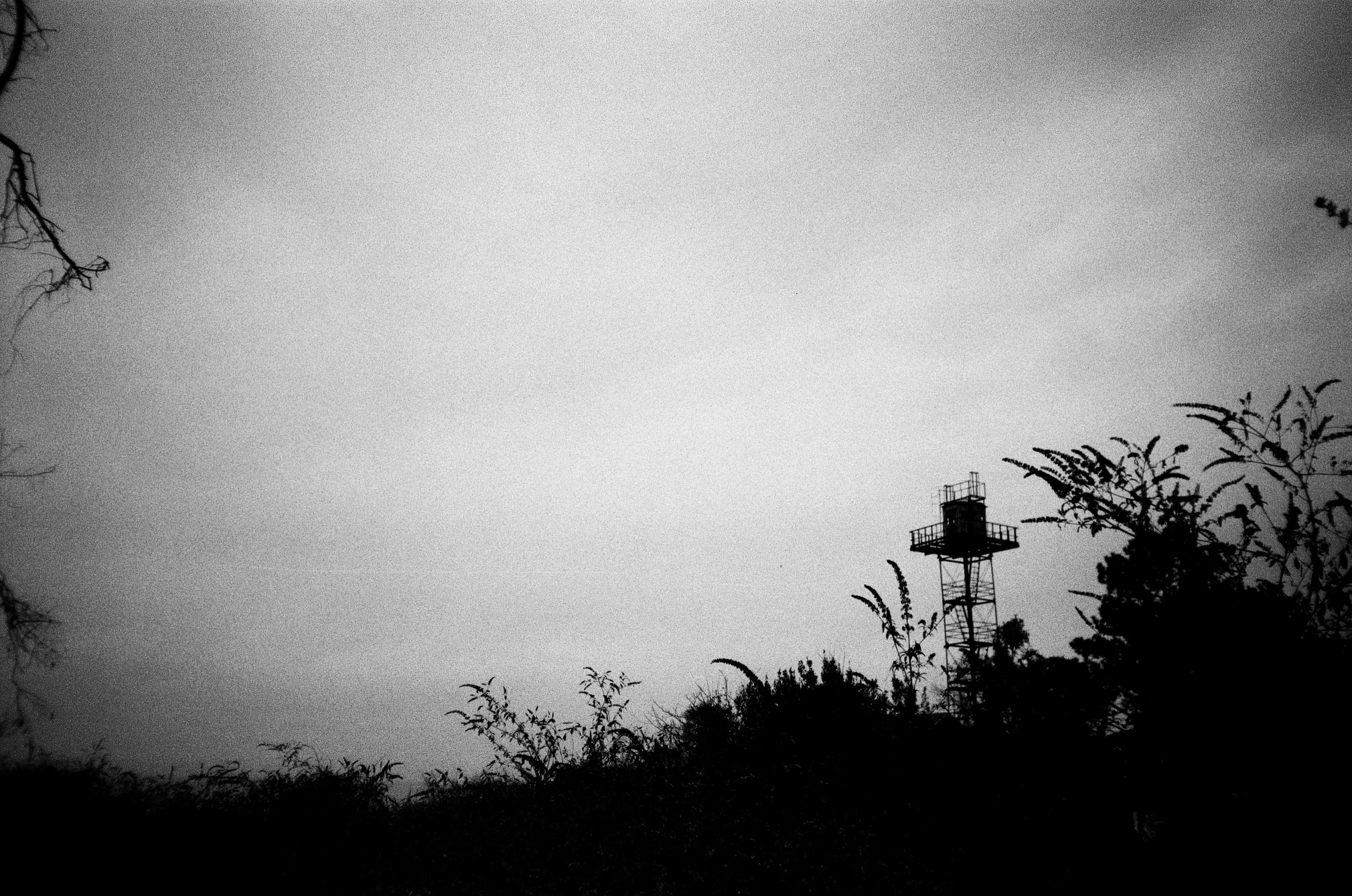 the silhouette of an umbrella and some tall grass