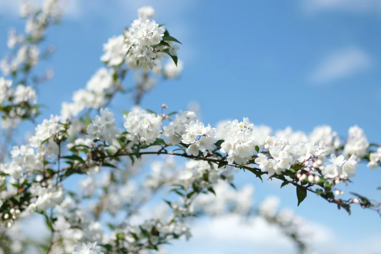 white flowers blooming on the top of a bush