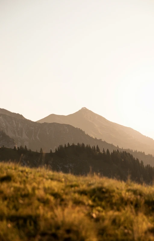 a horse is walking through the wilderness near a mountain