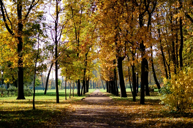 a dirt pathway that has some yellow leaves on it