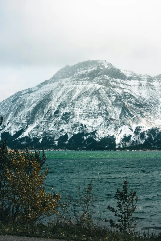 a lone bird standing in the shade of a snowy mountain