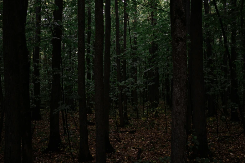 an image of a wooded area at night