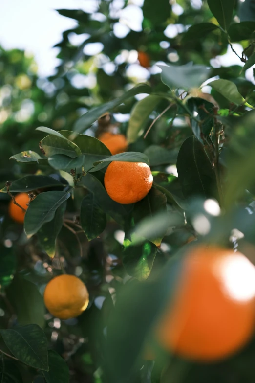 an orange tree with ripened oranges on it