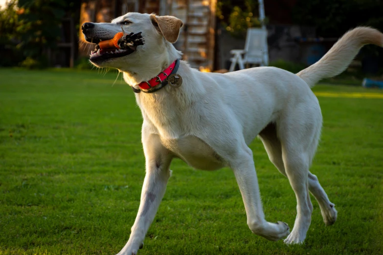 a white dog running in a field with a yellow frisbee in his mouth