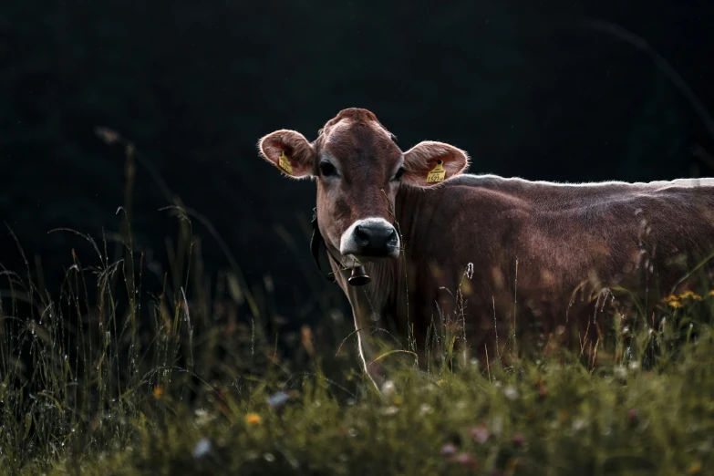 there is a cow that is standing in the grass