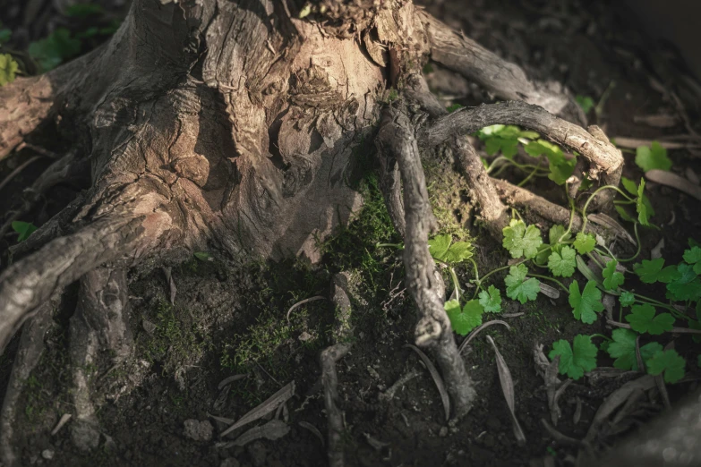 the roots of a tree are almost exposed