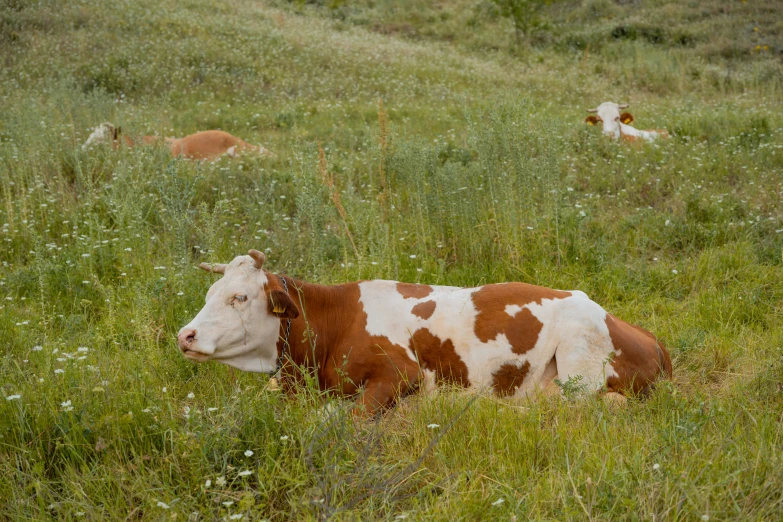 a brown and white cow laying in a field of grass