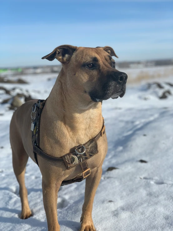 a dog is standing in the snow near rocks