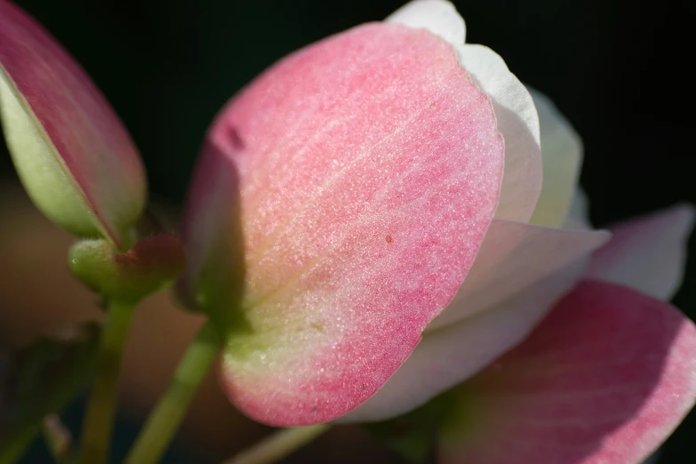 closeup view of some pink and white flowers