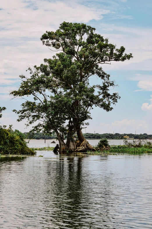 a large tree is in a large body of water