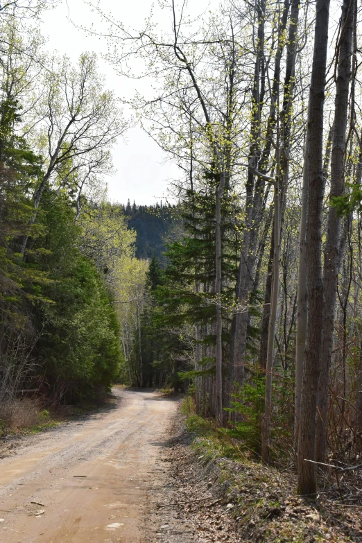 dirt road with trees and grass on both sides