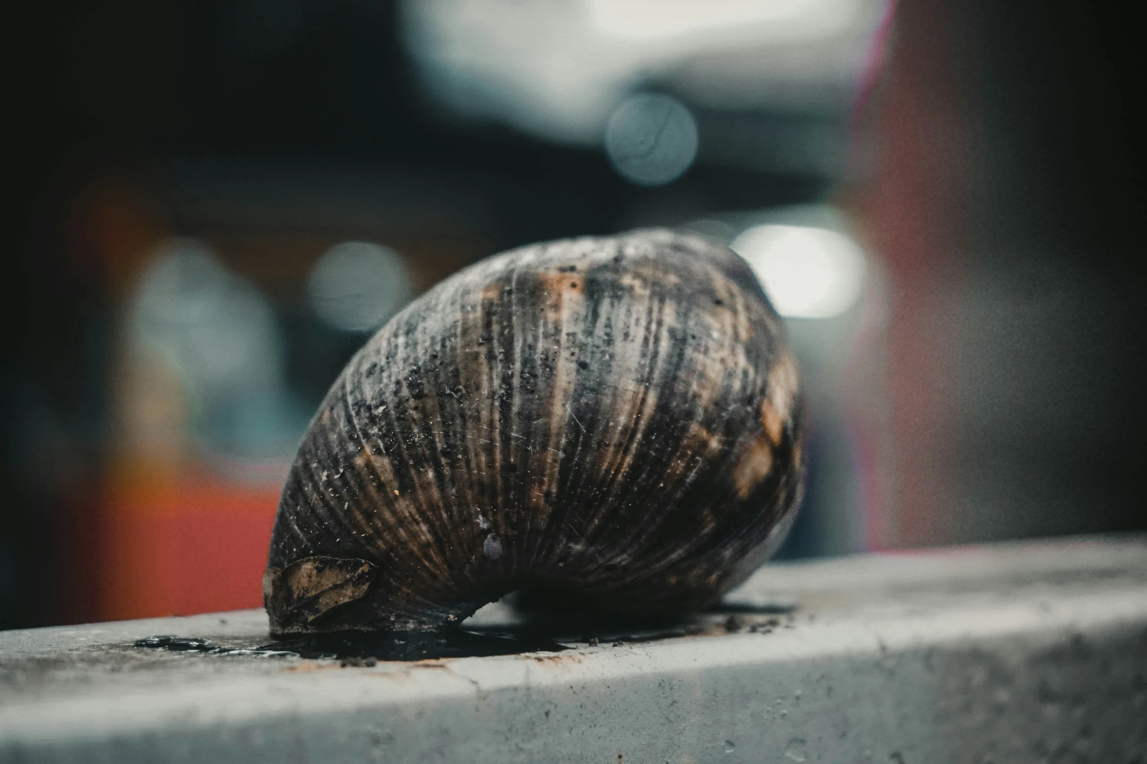 snail standing on wall at outdoor structure in daylight