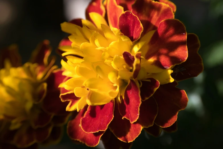 yellow and red flower in the dark