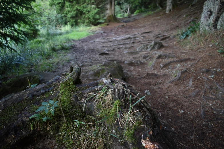 a large fallen tree sitting on top of a dirt road