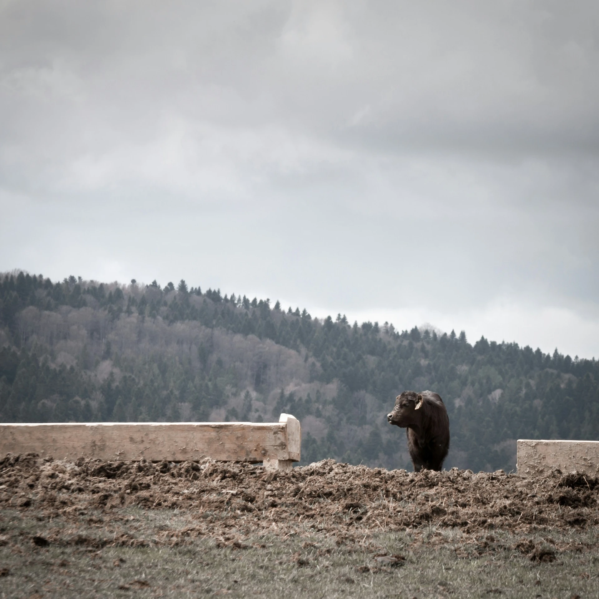 a bull in a fenced off area with a mountain in the background