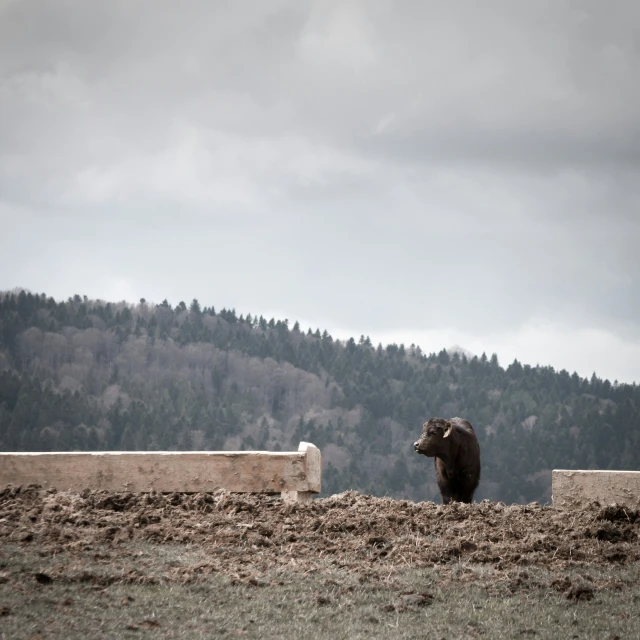 a bull in a fenced off area with a mountain in the background