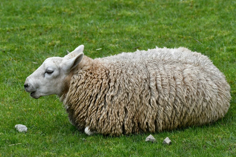 sheep laying down in the grass on a sunny day