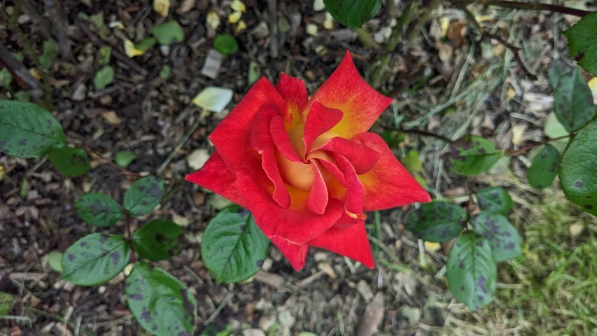 a beautiful red rose surrounded by green leaves