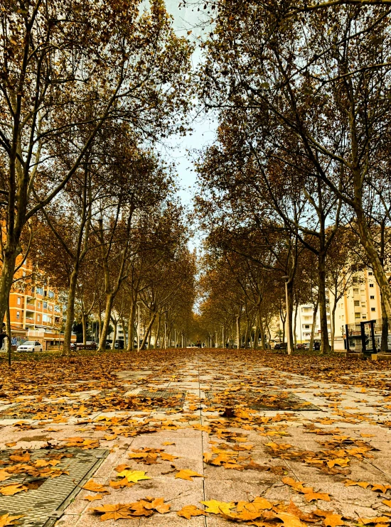 the park has many trees and leaves on it