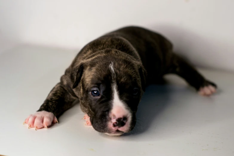 a very cute small brown dog laying on the floor