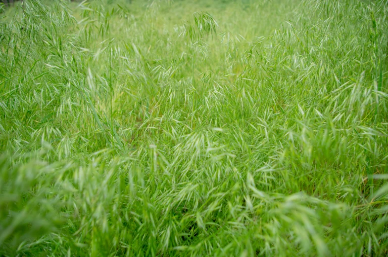 a field full of tall grass on top of a green hillside