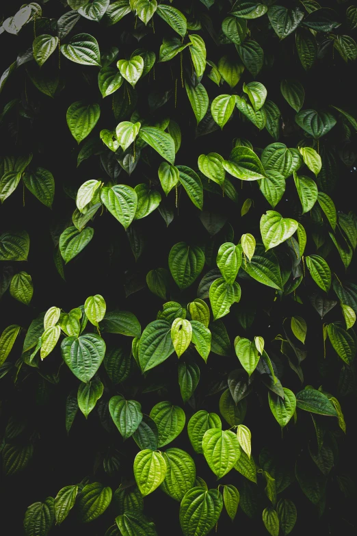 leaves are shining green on a dark background