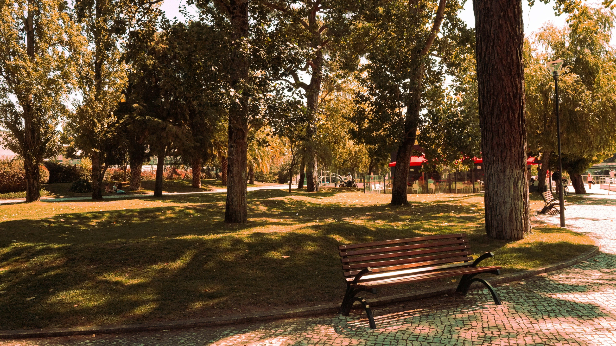 park bench under trees on the edge of a park