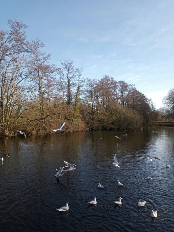 ducks and pigeons on the surface of the water