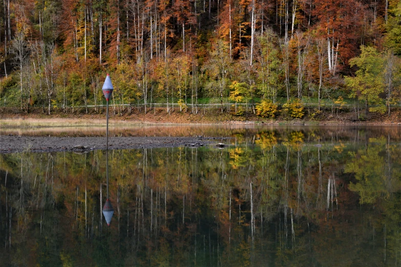 trees and a fence reflect in a lake