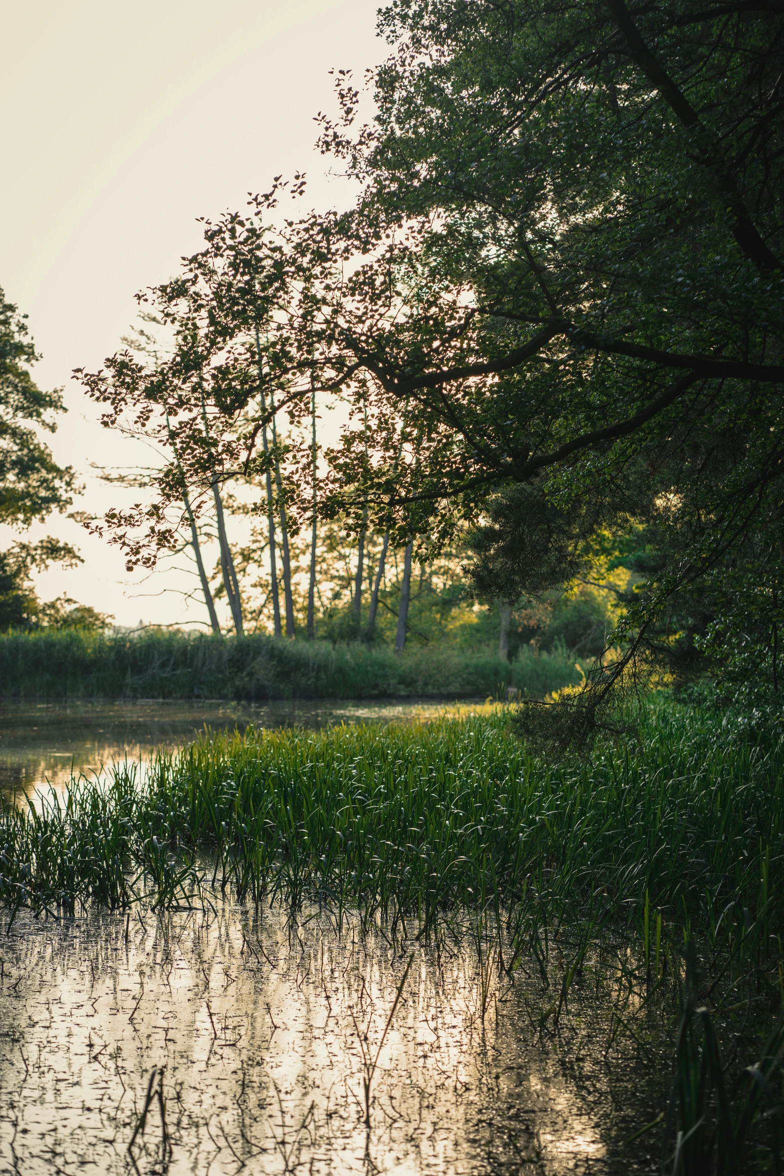 calm lake on a sunny morning with lots of trees