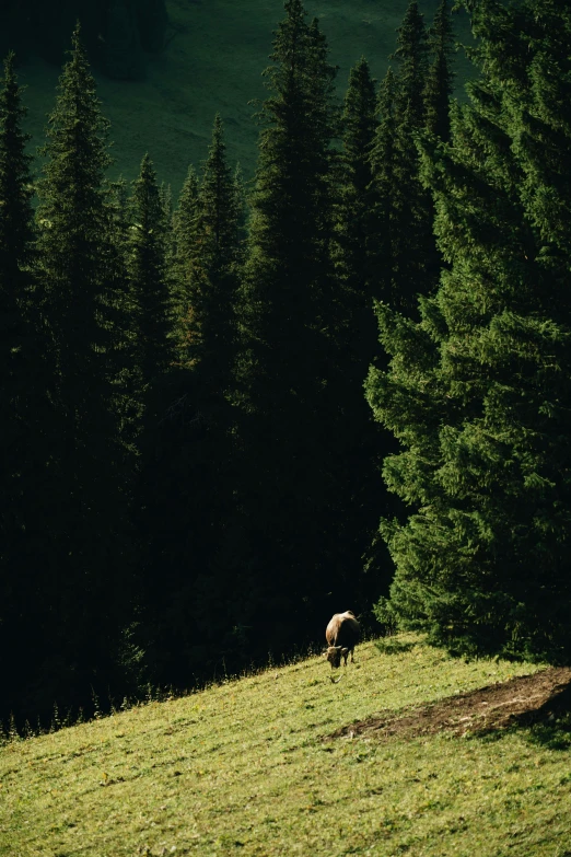 a sheep standing in a field next to pine trees