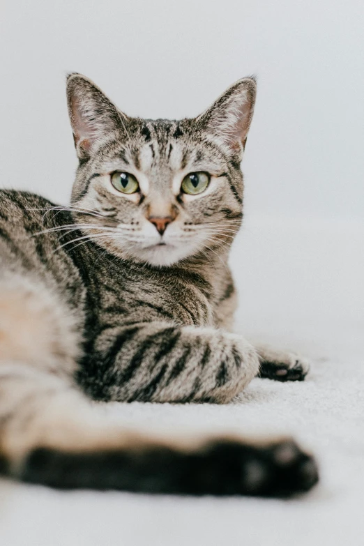 a close up of a cat laying on a white blanket