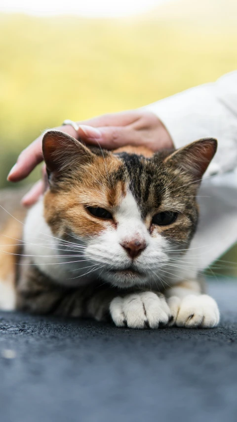 a cat is resting with it's owner