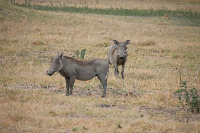 two wild horses are seen in the field