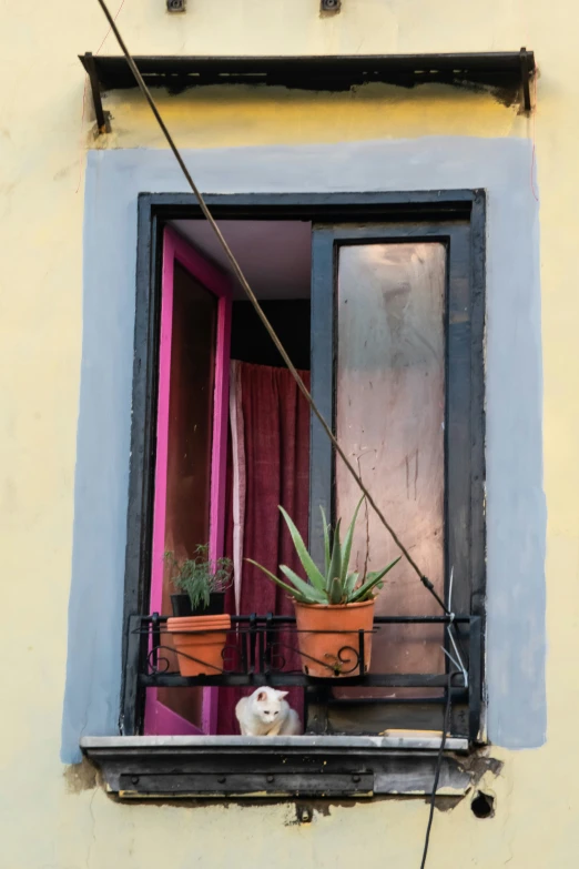 a cat looking out a window with potted plants on it