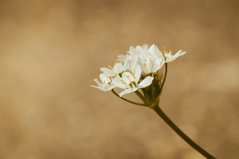 a single white flower against a brown wall