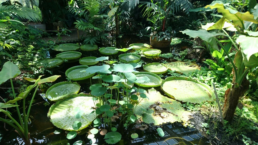 several pond plants in the center of a pond surrounded by trees