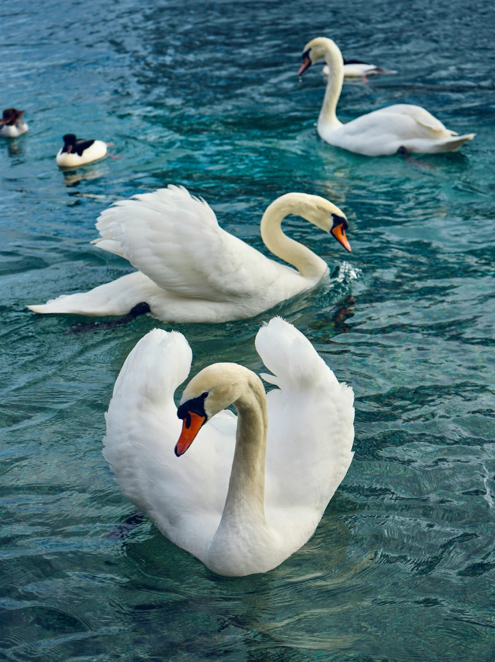 some white swans swimming together in a body of water