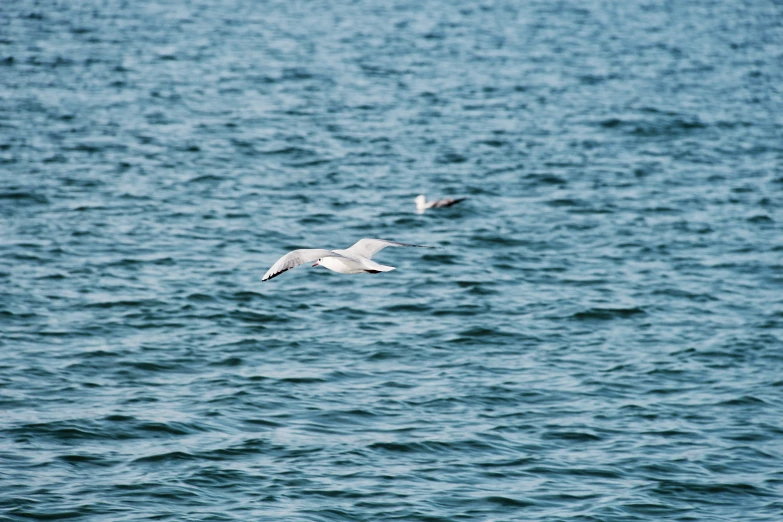 two seagulls flying over a body of water