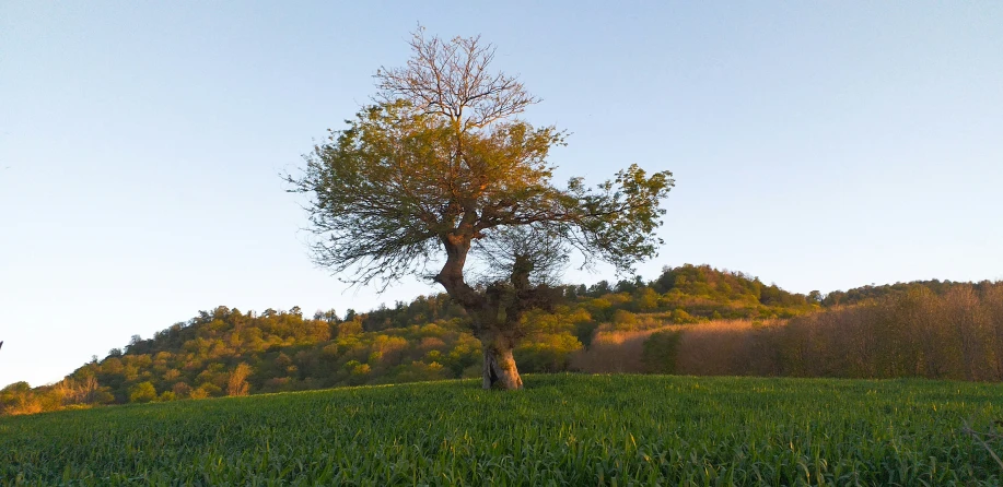 a tall tree sitting on top of a lush green field