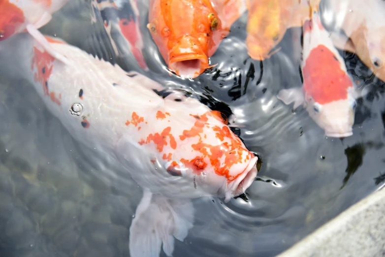 a group of orange and white koi fish floating in water