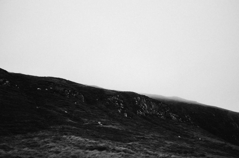 two birds are sitting on a tree - top of a mountain