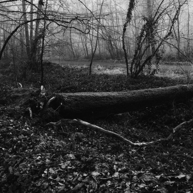 fallen tree on the ground in a forest