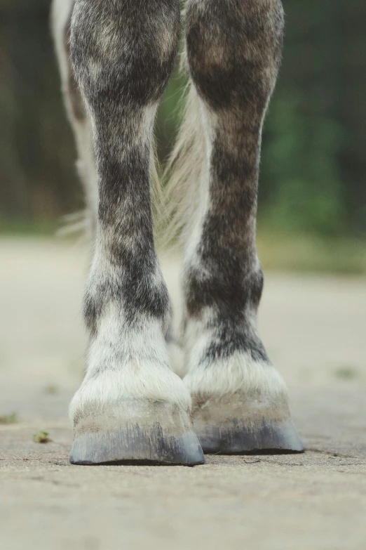 a horse with very fluffy legs standing in a street