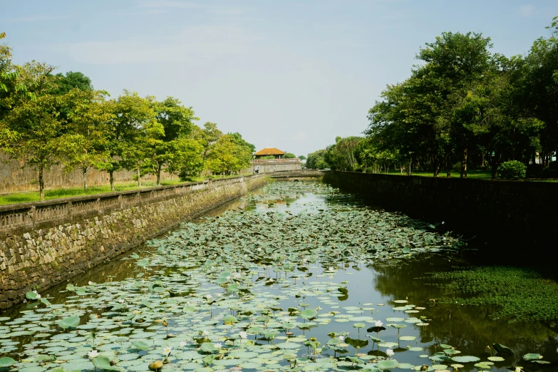 an image of a river that has lily pads in it