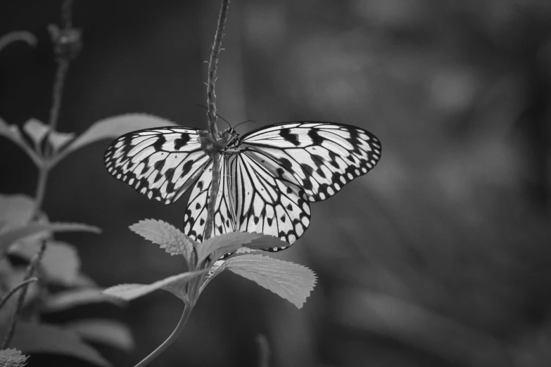 a black and white po of a erfly on a flower