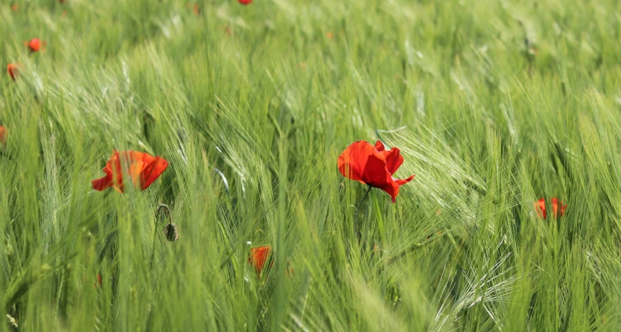 a big field that has some flowers in it