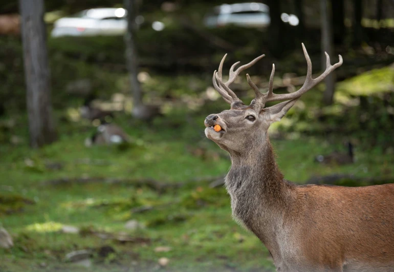 a deer with orange antlers looking off to the side